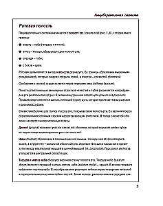 Atlas of Human Anatomy. Digestive System