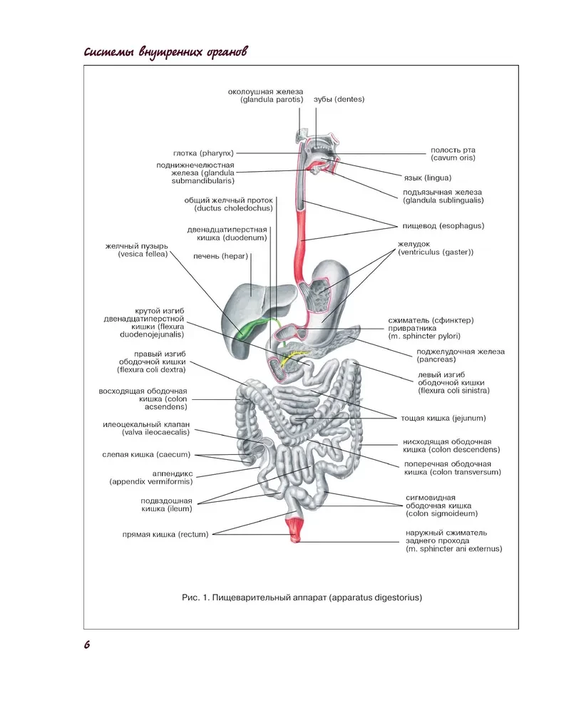 Atlas of Human Anatomy. Digestive System