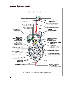 Atlas of Human Anatomy. Digestive System
