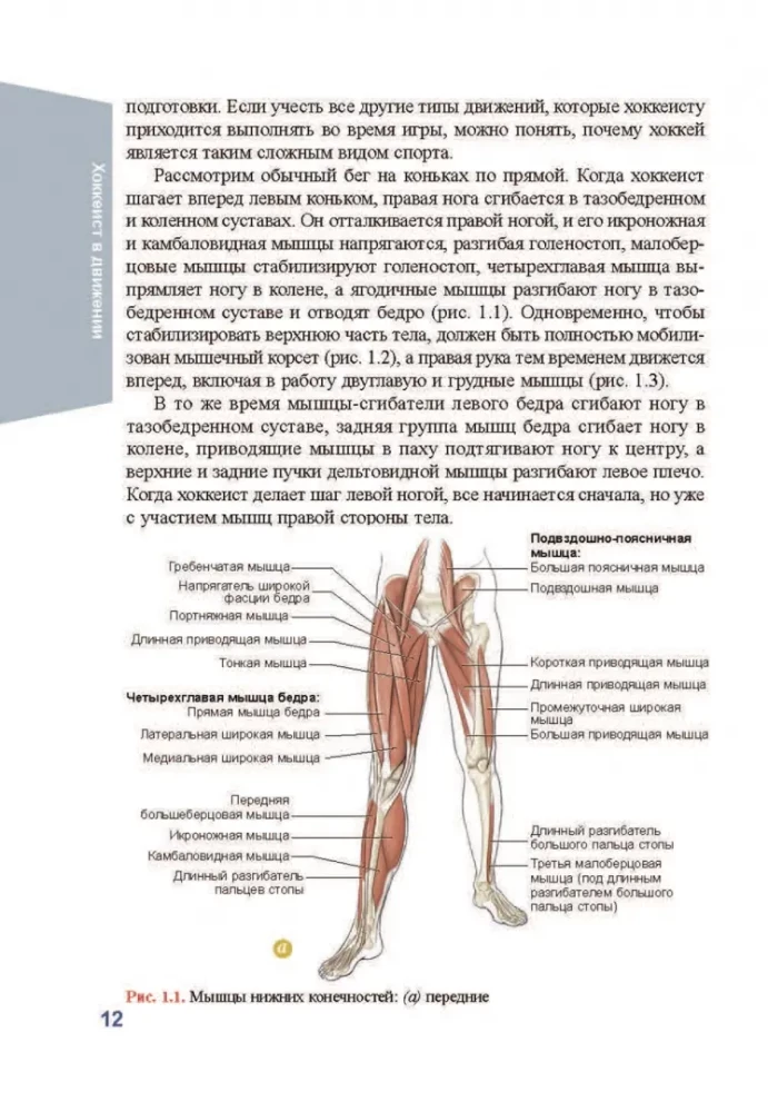 Anatomia hokeja
