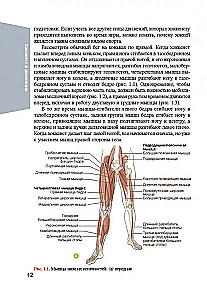 Anatomia hokeja