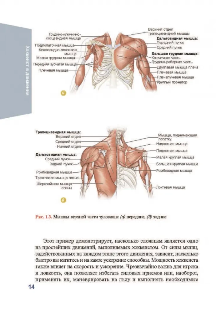 Anatomia hokeja