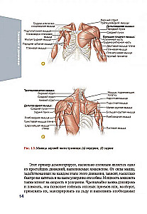 Anatomia hokeja