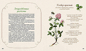 Watercolor Forest. Botanical Diary for Nature and Watercolor Lovers