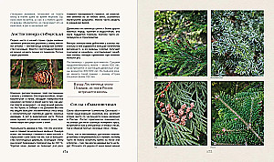 Tajna życie lasu. Rosyjska przyroda w faktach i szkicach