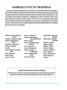 Anatomia terapeutycznego rozciągania: szybkie pozbycie się bólu i profilaktyka kontuzji