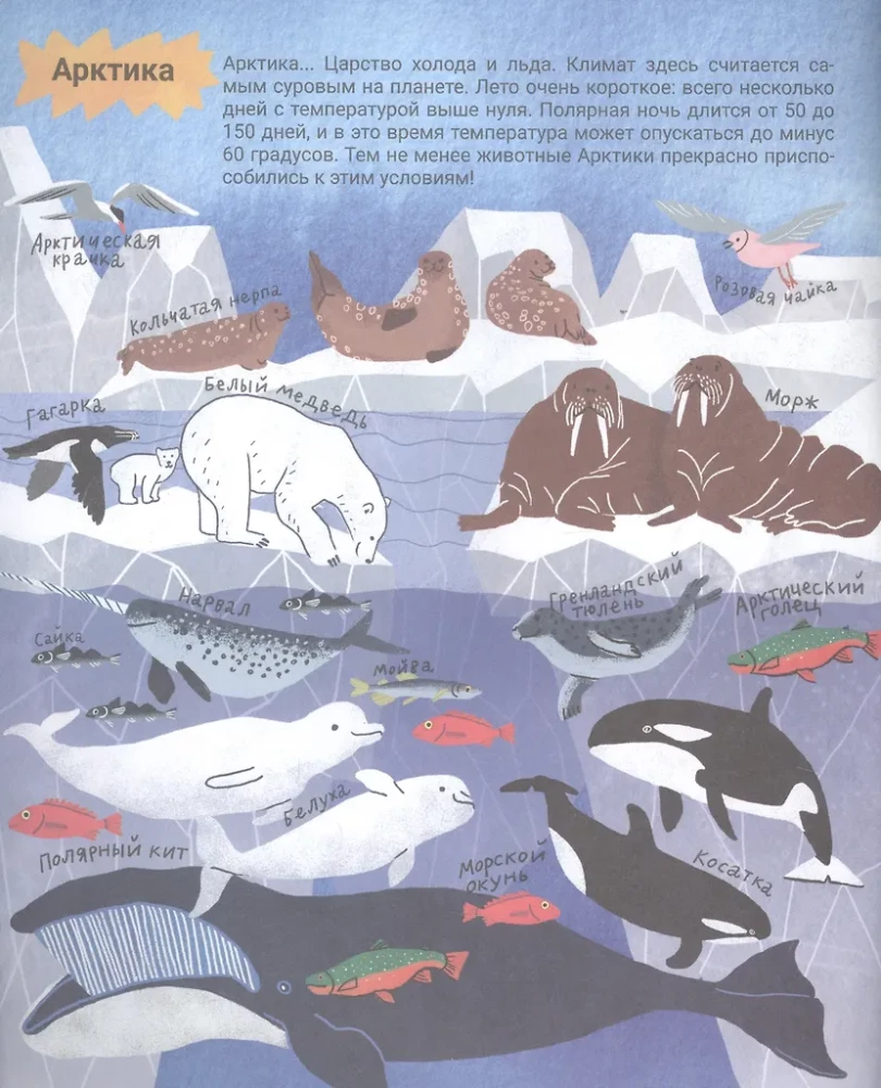 Der geheimnisvolle Ozean