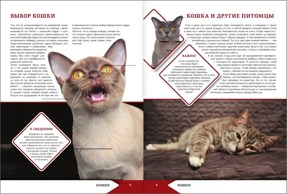 The Big Encyclopedia of Cats and Dogs
