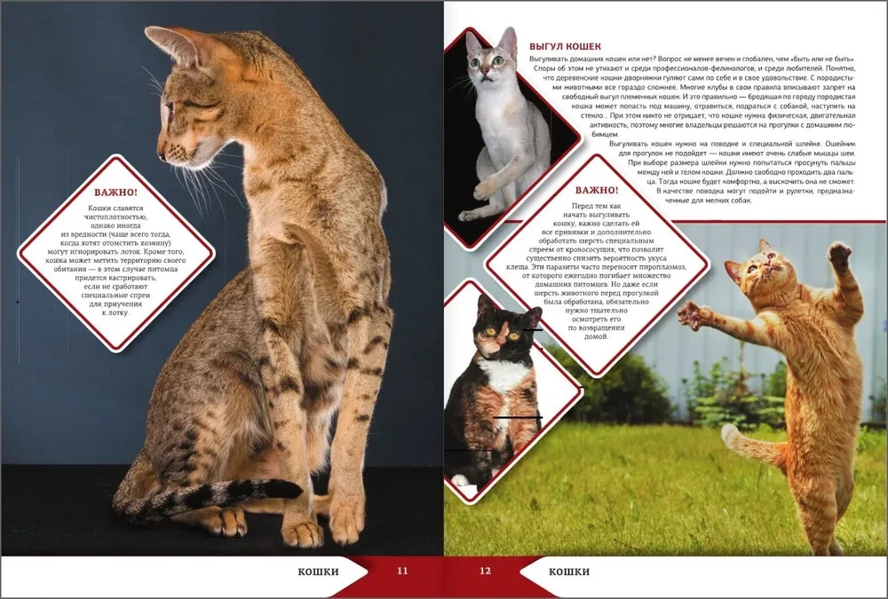 The Big Encyclopedia of Cats and Dogs