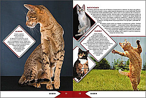 The Big Encyclopedia of Cats and Dogs