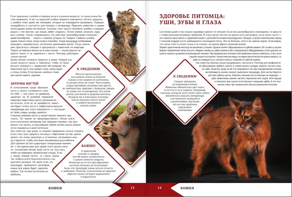 The Big Encyclopedia of Cats and Dogs