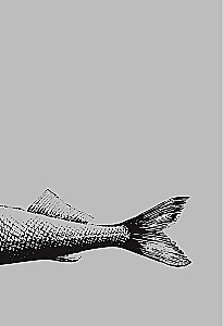 Everything about winter fishing