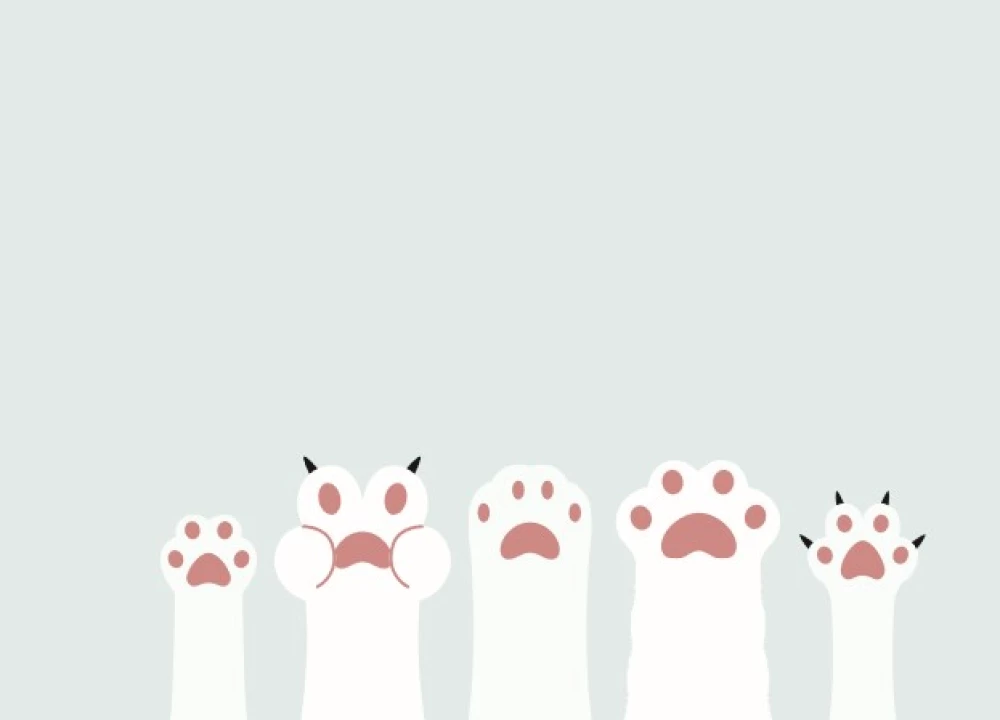 Mam łapki. Karty Tarota mruczących kotów z dobrymi przepowiedniami