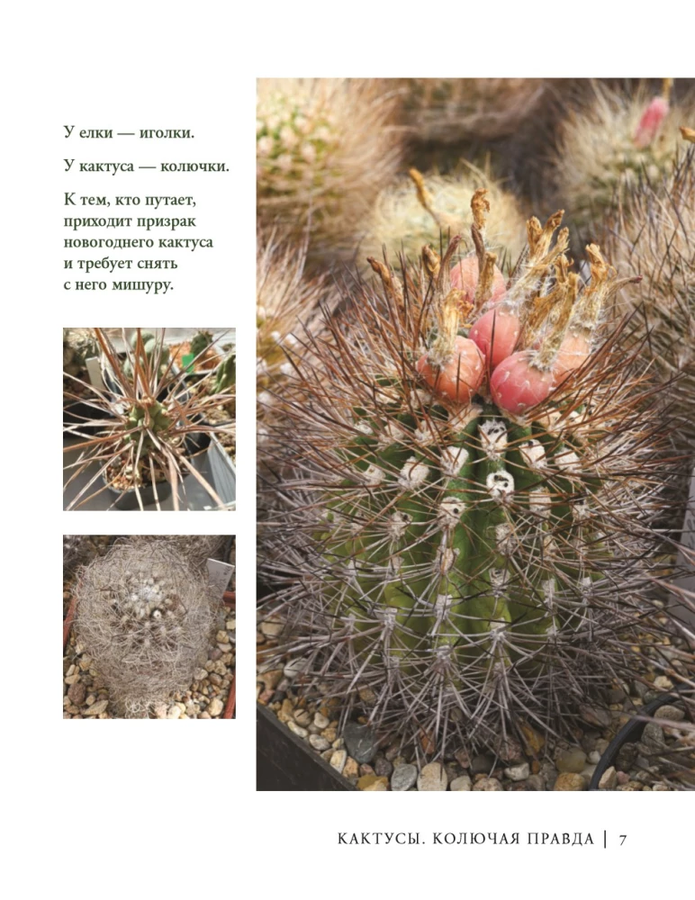 Кактусы. Колючая правда