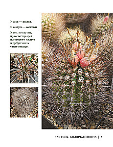 Кактусы. Колючая правда