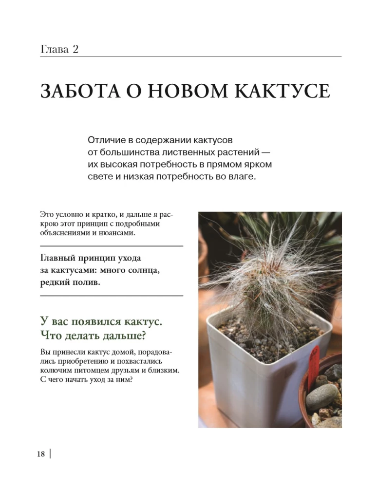 Кактусы. Колючая правда