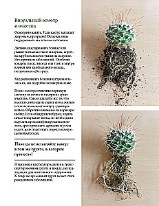 Кактусы. Колючая правда