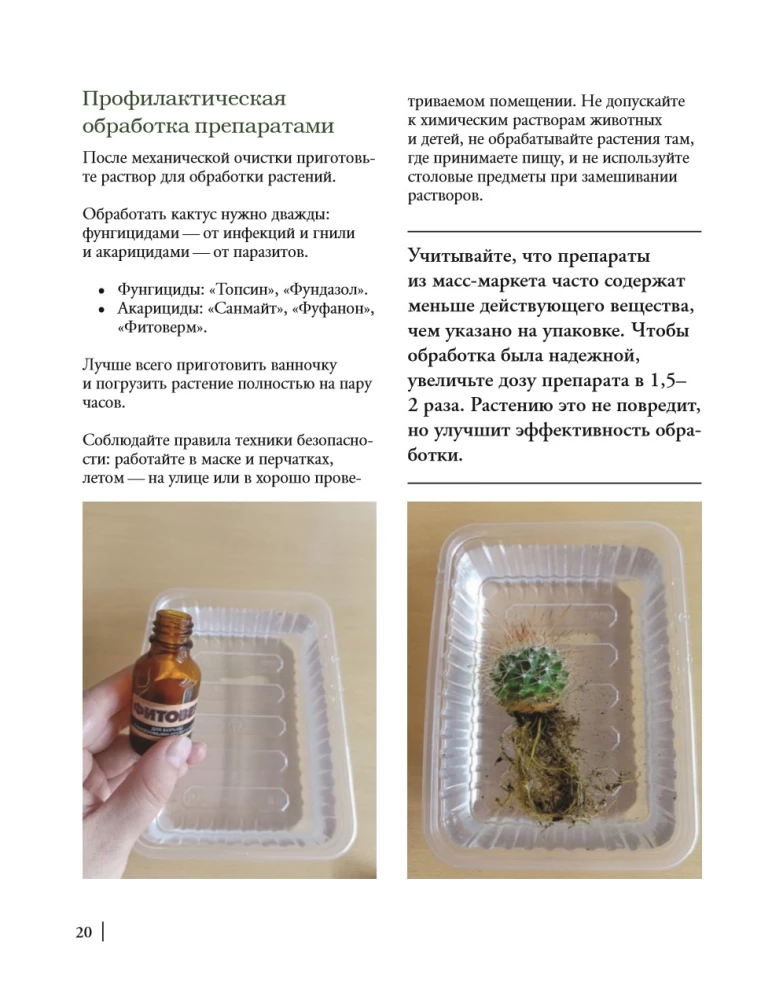 Кактусы. Колючая правда