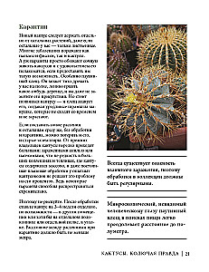 Кактусы. Колючая правда