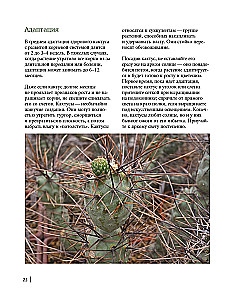 Кактусы. Колючая правда