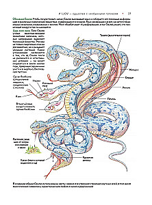 Bestiary of Chinese Mythology. The Book of Mountains and Seas. With Augmented Reality