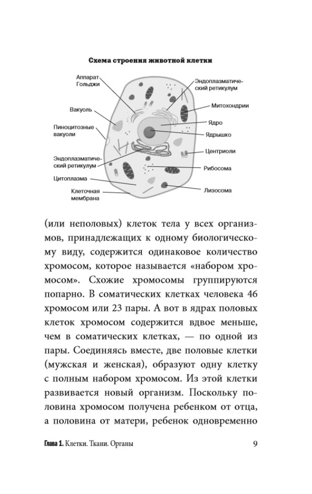 Anatomy for Those Searching for Their Navel