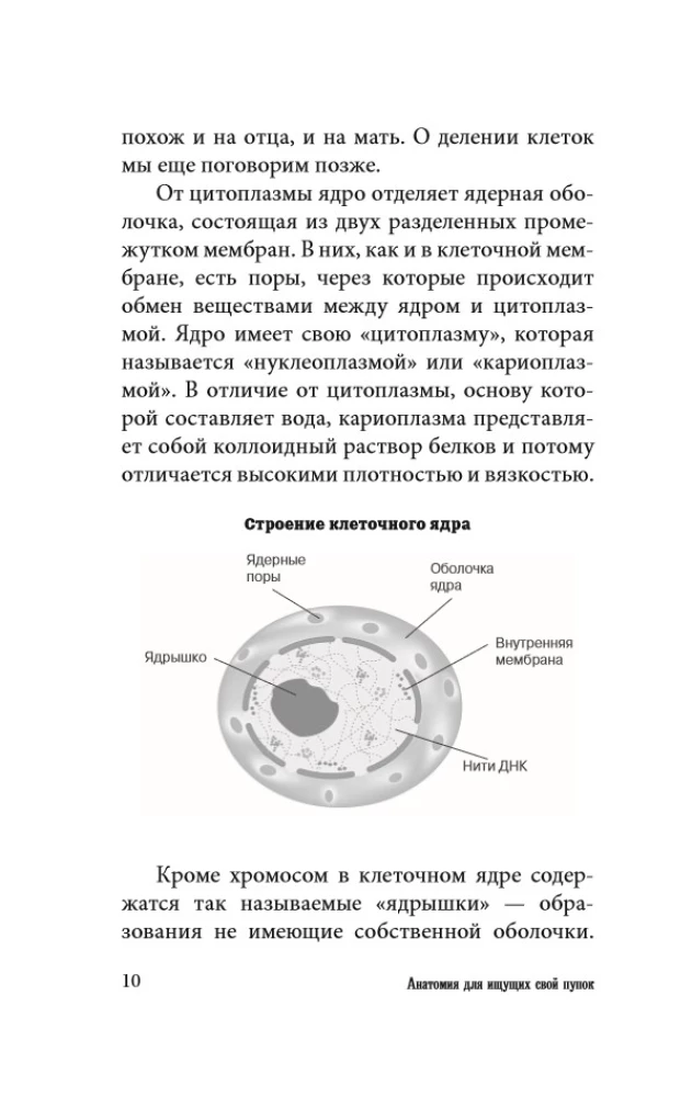 Anatomy for Those Searching for Their Navel
