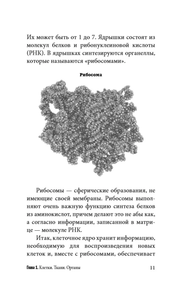 Anatomy for Those Searching for Their Navel