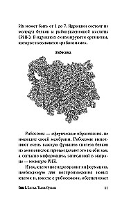 Anatomy for Those Searching for Their Navel