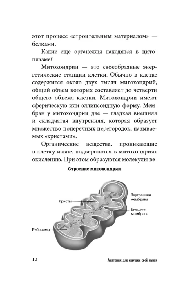 Anatomy for Those Searching for Their Navel