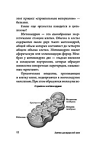 Anatomy for Those Searching for Their Navel