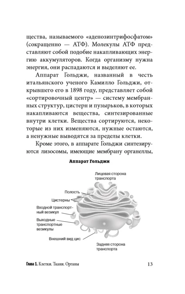 Anatomy for Those Searching for Their Navel