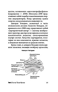 Anatomy for Those Searching for Their Navel