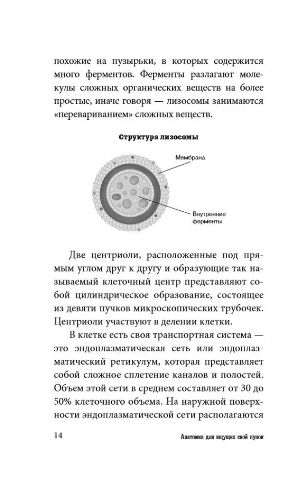 Anatomy for Those Searching for Their Navel