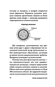 Anatomy for Those Searching for Their Navel
