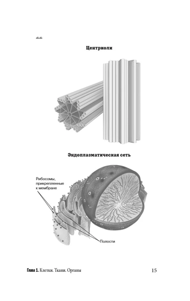Anatomy for Those Searching for Their Navel