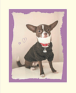 Beautiful clothes for dogs. Fluffy trends for any breed. Knitting with needles
