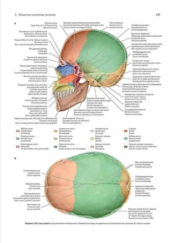 Анатомия человека. Эксклюзивное издание с 50-летней историей. Том 1
