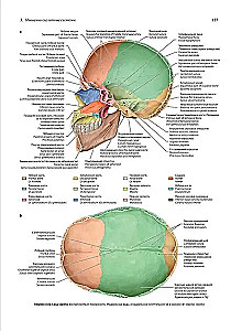 Анатомия человека. Эксклюзивное издание с 50-летней историей. Том 1
