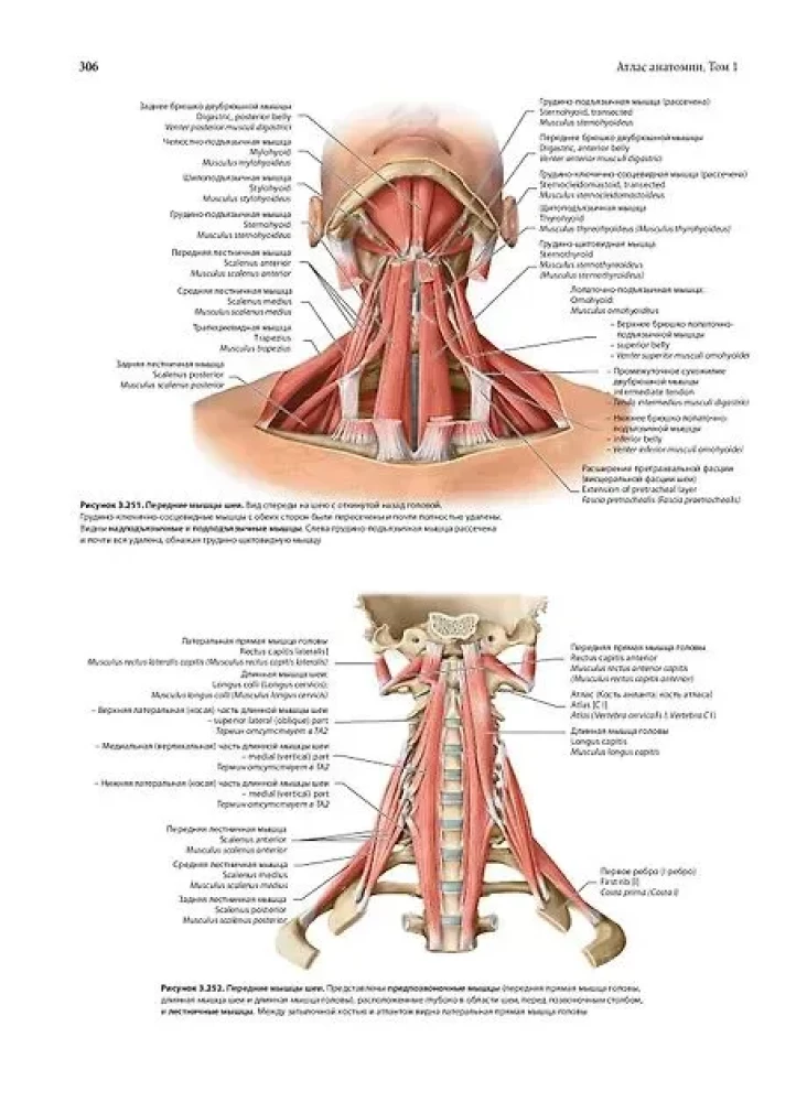 Анатомия человека. Эксклюзивное издание с 50-летней историей. Том 1