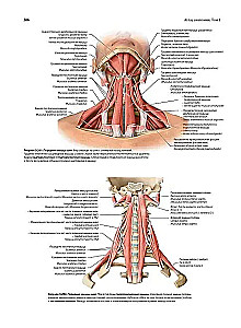 Анатомия человека. Эксклюзивное издание с 50-летней историей. Том 1