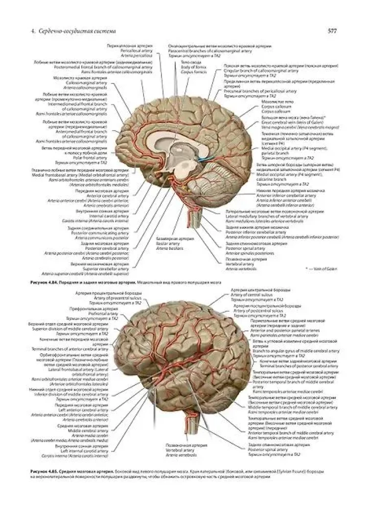 Анатомия человека. Эксклюзивное издание с 50-летней историей. Том 1