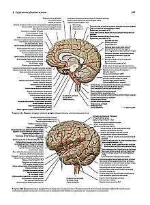 Анатомия человека. Эксклюзивное издание с 50-летней историей. Том 1