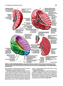 Анатомия человека. Эксклюзивное издание с 50-летней историей. Том 1