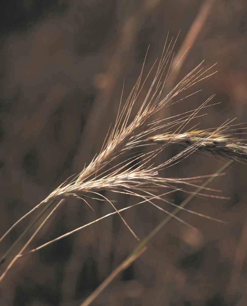 Alcohol with a Masculine Character: A Complete Guide to the World of Strong Drinks