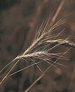 Alcohol with a Masculine Character: A Complete Guide to the World of Strong Drinks