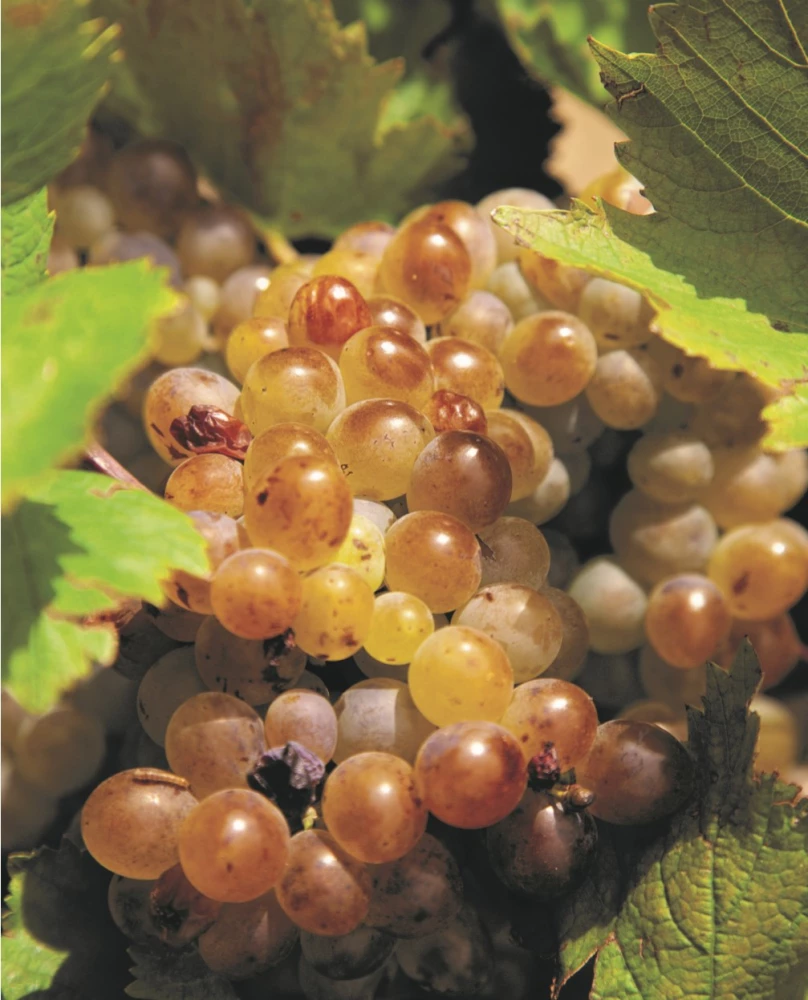 Alcohol with a Masculine Character: A Complete Guide to the World of Strong Drinks