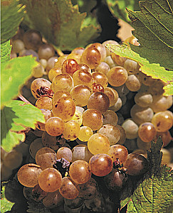 Alcohol with a Masculine Character: A Complete Guide to the World of Strong Drinks