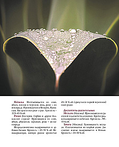 Alcohol with a Masculine Character: A Complete Guide to the World of Strong Drinks