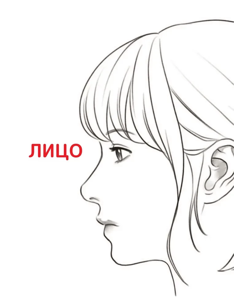 Webtoon zeichnen. Ein einfacher Weg, die Anatomie zu lernen